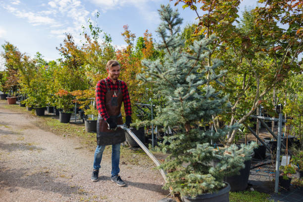 Best Lawn Maintenance Plans  in USA